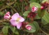 Osbeckia parvifolia Arn.